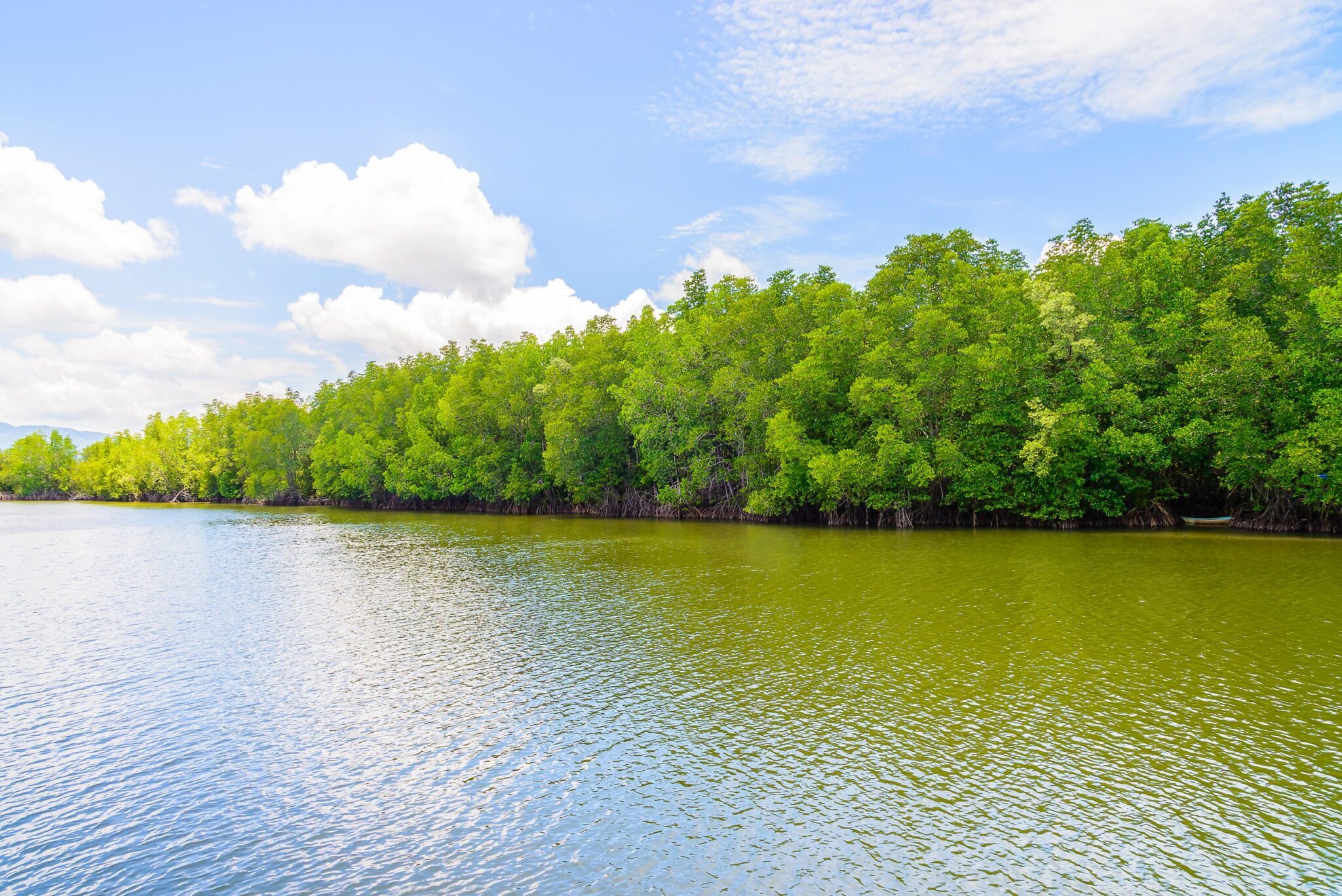 beautiful-mangrove-forest-landscape-thailand-scaled-1-2048x1367